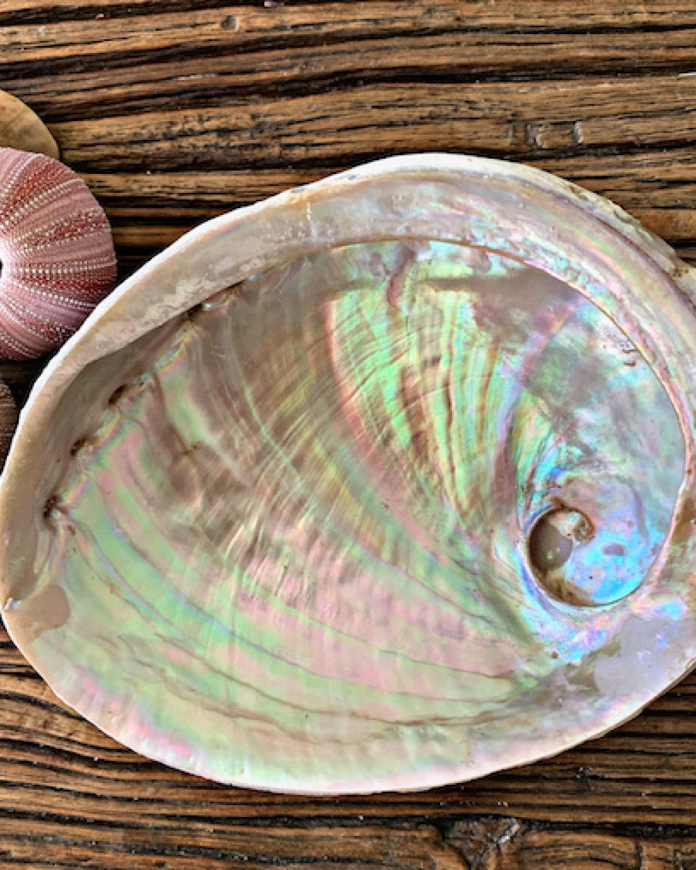 Raw Natural Abalone Smudging Shell 15cm-17cm