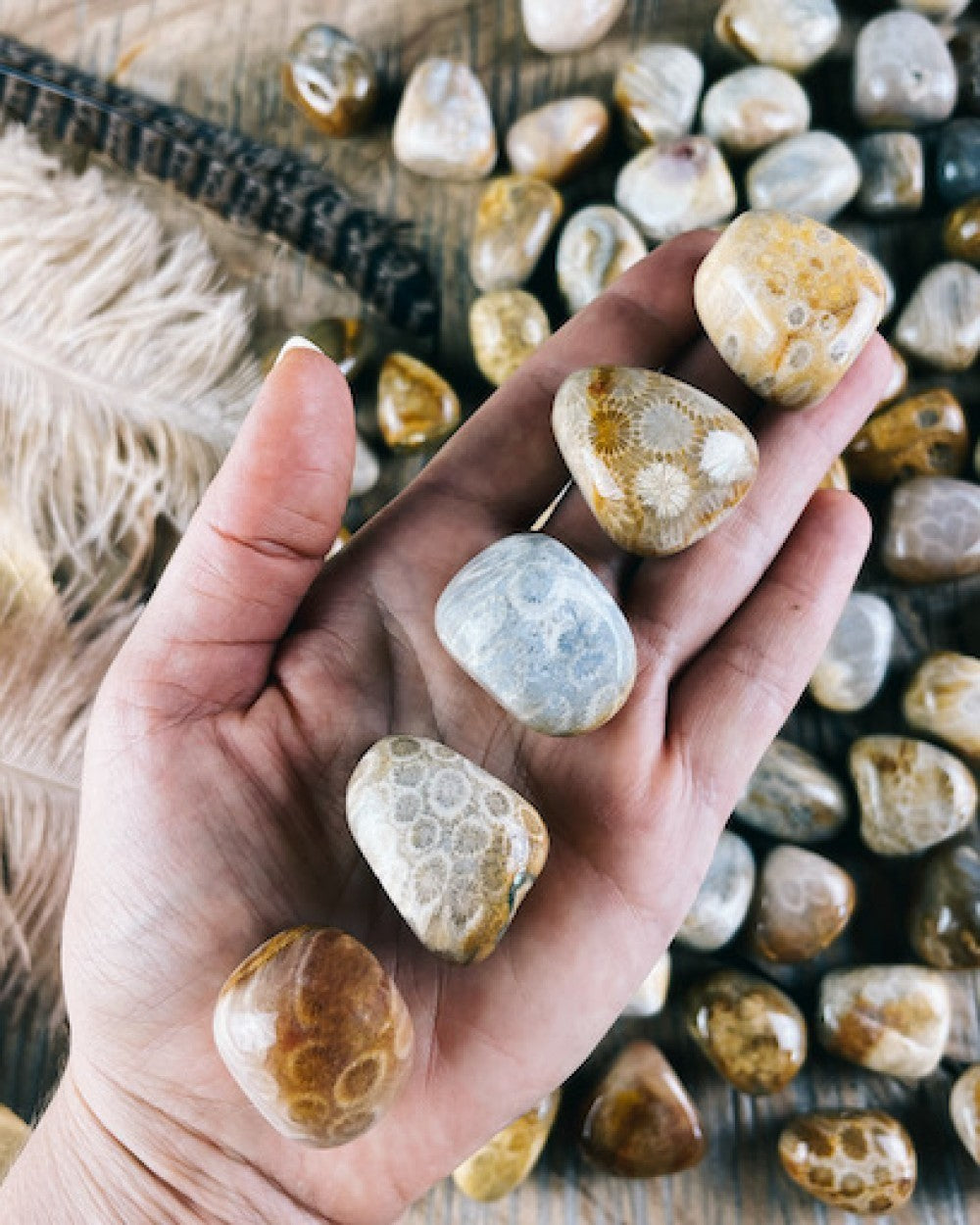 Petrified Coral Tumbled. From Indonesia (5 Stones)