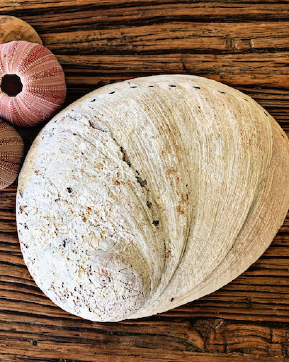 Raw Natural Abalone Smudging Shell 15cm-17cm