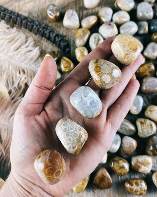 Petrified Coral Tumbled. From Indonesia (5 Stones)