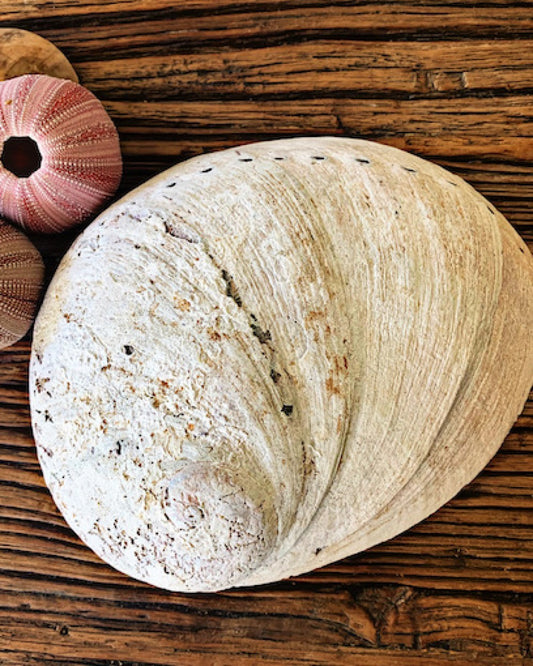 Raw Natural Abalone Smudging Shell 15cm-17cm